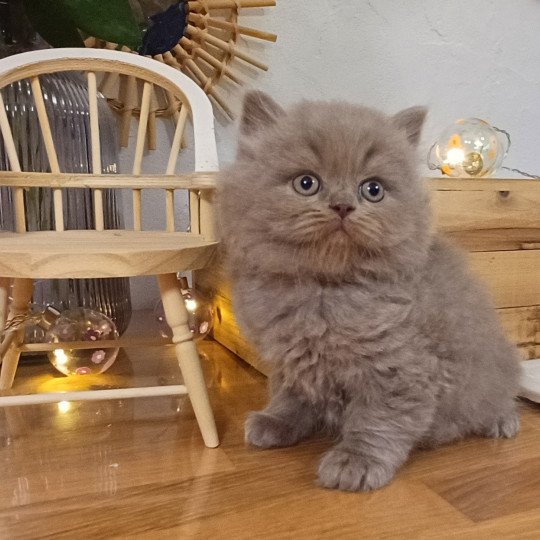 chaton Selkirk Rex Longhair lilac Anatole du Duc de Lorraine (straight) Chatterie du Duc de Lorraine