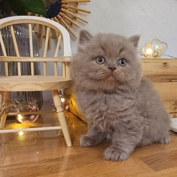 chaton Selkirk Rex Longhair lilac Anatole du Duc de Lorraine (straight) Chatterie du Duc de Lorraine chaton Selkirk Rex Longhair lilac Anatole du Duc de Lorraine (straight) Chatterie du Duc de Lorraine
