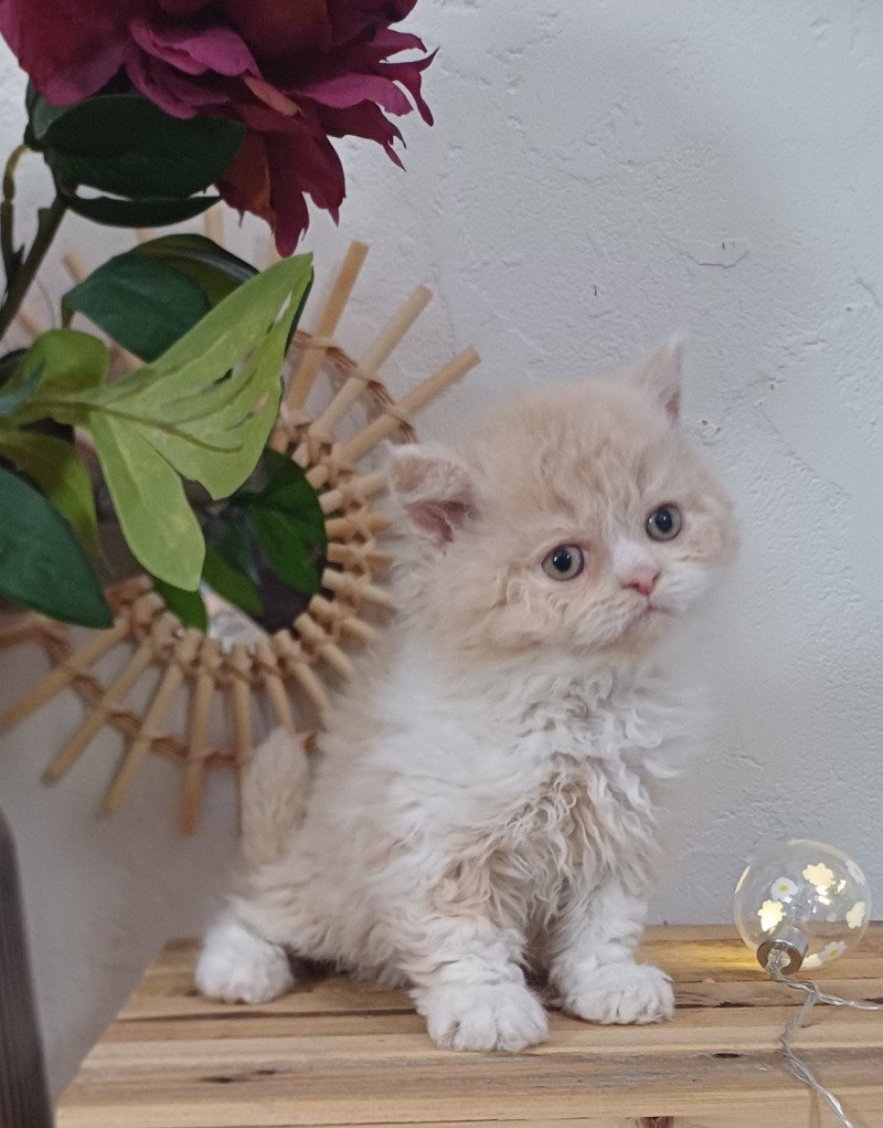 André Le Géant du Duc de Lorraine Mâle Selkirk Rex Longhair