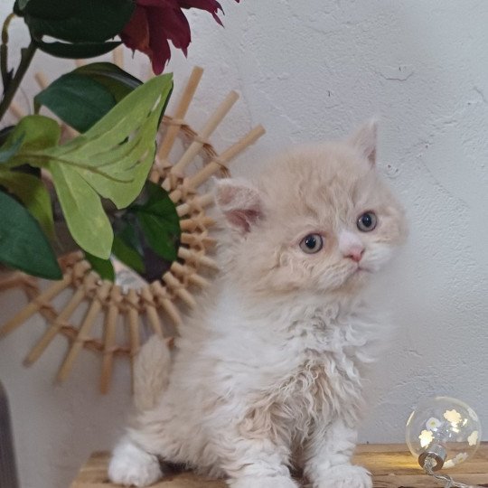 André Le Géant du Duc de Lorraine Mâle Selkirk Rex Longhair
