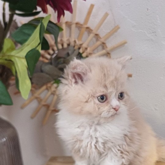 chaton Selkirk Rex Longhair cream bicolor André Le Géant du Duc de Lorraine Chatterie du Duc de Lorraine