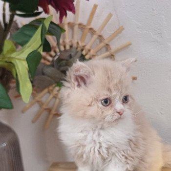 chaton Selkirk Rex Longhair cream bicolor André Le Géant du Duc de Lorraine Chatterie du Duc de Lorraine chaton Selkirk Rex Longhair cream bicolor André Le Géant du Duc de Lorraine Chatterie du Duc de Lorraine