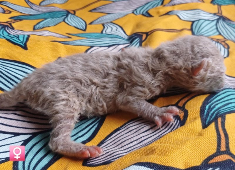Anémone du Duc de Lorraine Femelle Selkirk Rex Longhair