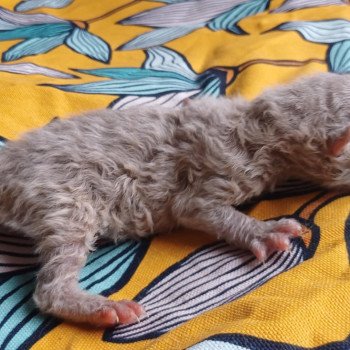 chaton Selkirk Rex Longhair lilac Anémone du Duc de Lorraine Chatterie du Duc de Lorraine chaton Selkirk Rex Longhair lilac Anémone du Duc de Lorraine Chatterie du Duc de Lorraine