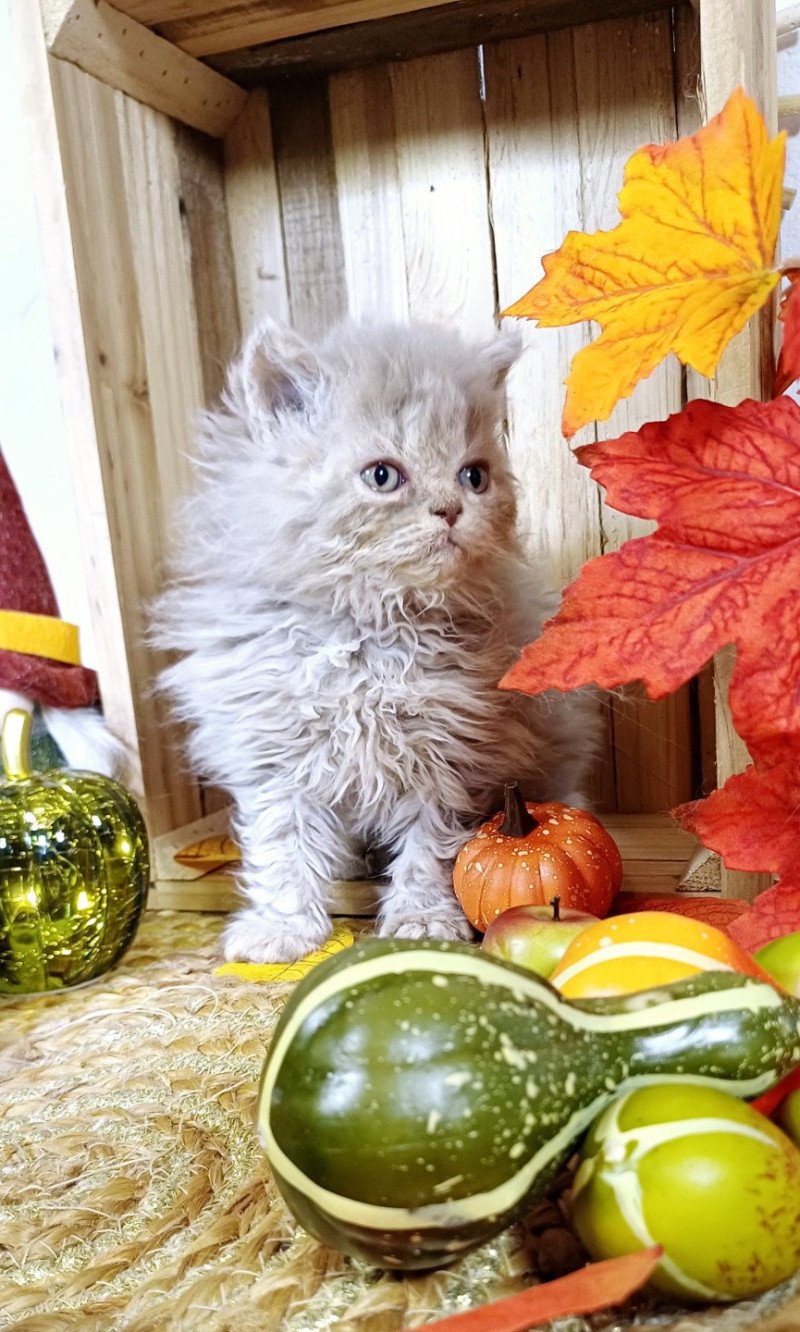 Anémone du Duc de Lorraine Femelle Selkirk Rex Longhair
