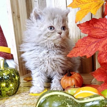 chaton Selkirk Rex Longhair lilac Anémone du Duc de Lorraine Chatterie du Duc de Lorraine