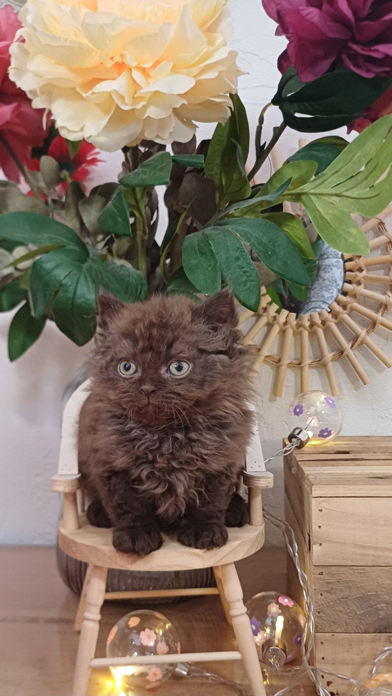 Annette du Duc de Lorraine Femelle Selkirk Rex Longhair