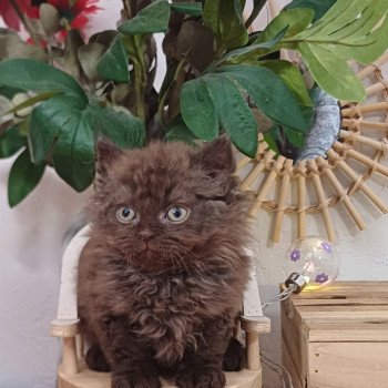 chaton Selkirk Rex Longhair chocolate Annette du Duc de Lorraine Chatterie du Duc de Lorraine chaton Selkirk Rex Longhair chocolate Annette du Duc de Lorraine Chatterie du Duc de Lorraine