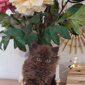 chaton Selkirk Rex Longhair chocolate Annette du Duc de Lorraine Chatterie du Duc de Lorraine chaton Selkirk Rex Longhair chocolate Annette du Duc de Lorraine Chatterie du Duc de Lorraine