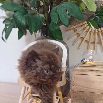 chaton Selkirk Rex Longhair chocolate Annette du Duc de Lorraine Chatterie du Duc de Lorraine chaton Selkirk Rex Longhair chocolate Annette du Duc de Lorraine Chatterie du Duc de Lorraine