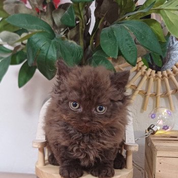 chaton Selkirk Rex Longhair chocolate Annette du Duc de Lorraine Chatterie du Duc de Lorraine chaton Selkirk Rex Longhair chocolate Annette du Duc de Lorraine Chatterie du Duc de Lorraine