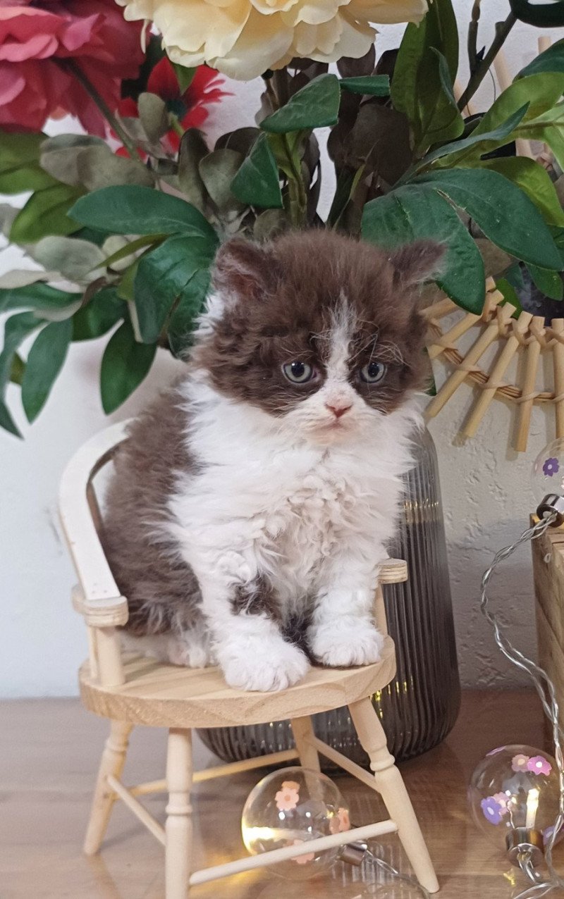 Apollinaire du Duc de Lorraine Mâle Selkirk Rex Longhair