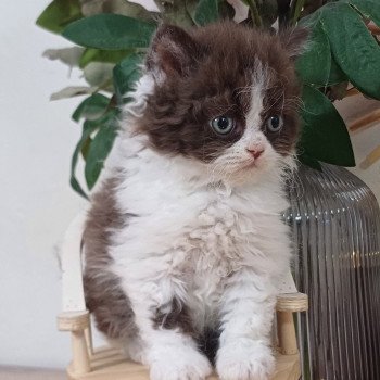chaton Selkirk Rex Longhair chocolate bicolor Apollinaire du Duc de Lorraine Chatterie du Duc de Lorraine chaton Selkirk Rex Longhair chocolate bicolor Apollinaire du Duc de Lorraine Chatterie du Duc de Lorraine