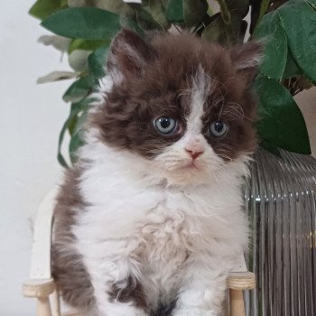 chaton Selkirk Rex Longhair chocolate bicolor Apollinaire du Duc de Lorraine Chatterie du Duc de Lorraine chaton Selkirk Rex Longhair chocolate bicolor Apollinaire du Duc de Lorraine Chatterie du Duc de Lorraine