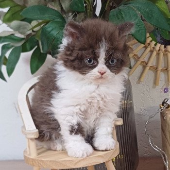 chaton Selkirk Rex Longhair chocolate bicolor Apollinaire du Duc de Lorraine Chatterie du Duc de Lorraine chaton Selkirk Rex Longhair chocolate bicolor Apollinaire du Duc de Lorraine Chatterie du Duc de Lorraine