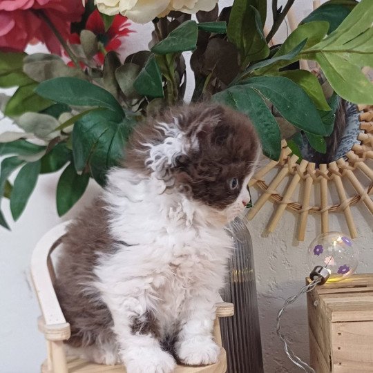 chaton Selkirk Rex Longhair chocolate bicolor Apollinaire du Duc de Lorraine Chatterie du Duc de Lorraine