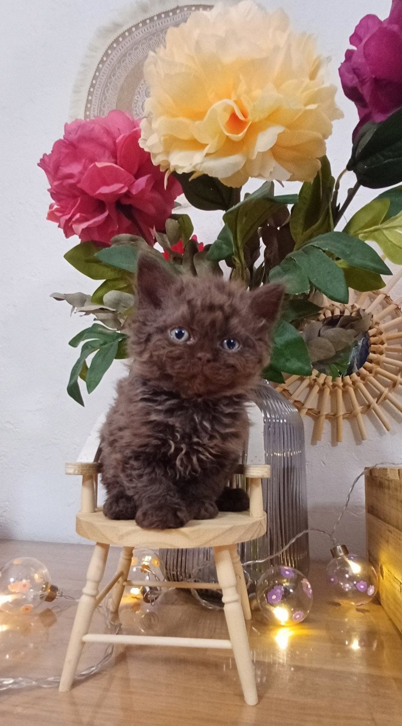 Archibald du Duc de Lorraine Mâle Selkirk Rex Longhair