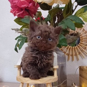 chaton Selkirk Rex Longhair chocolate Archibald du Duc de Lorraine Chatterie du Duc de Lorraine chaton Selkirk Rex Longhair chocolate Archibald du Duc de Lorraine Chatterie du Duc de Lorraine