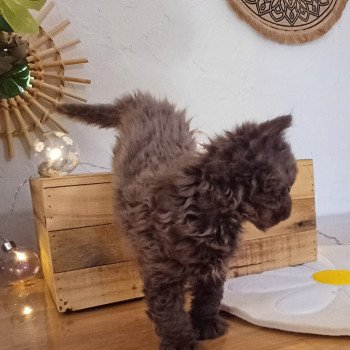 chaton Selkirk Rex Longhair chocolate Archibald du Duc de Lorraine Chatterie du Duc de Lorraine chaton Selkirk Rex Longhair chocolate Archibald du Duc de Lorraine Chatterie du Duc de Lorraine