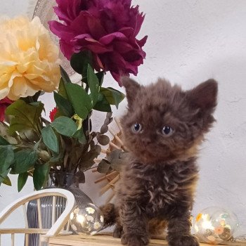 chaton Selkirk Rex Longhair chocolate Archibald du Duc de Lorraine Chatterie du Duc de Lorraine chaton Selkirk Rex Longhair chocolate Archibald du Duc de Lorraine Chatterie du Duc de Lorraine