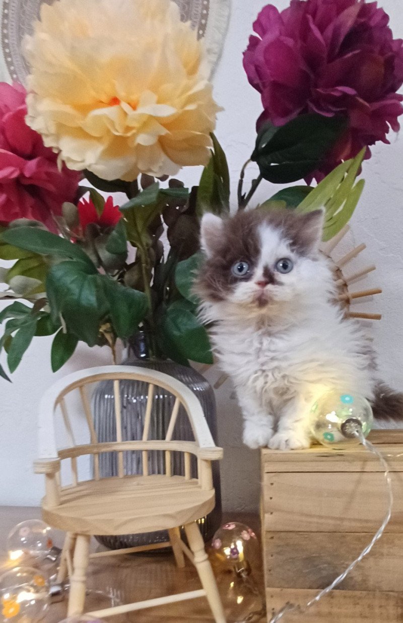 Ariane du Duc de Lorraine Femelle Selkirk Rex Longhair