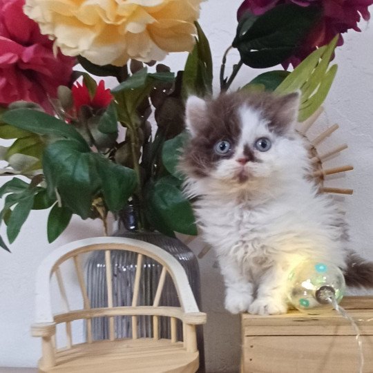 Ariane du Duc de Lorraine Femelle Selkirk Rex Longhair