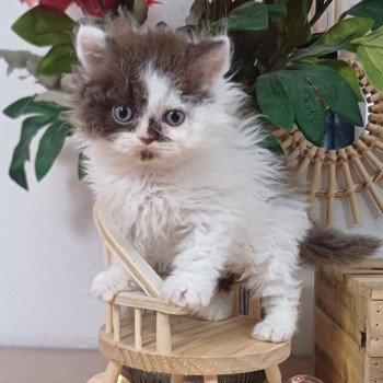 chaton Selkirk Rex Longhair chocolate & blanc arlequin Ariane du Duc de Lorraine Chatterie du Duc de Lorraine chaton Selkirk Rex Longhair chocolate & blanc arlequin Ariane du Duc de Lorraine Chatterie du Duc de Lorraine