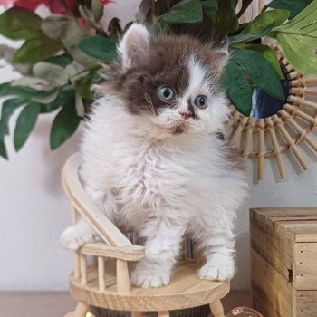 chaton Selkirk Rex Longhair chocolate & blanc arlequin Ariane du Duc de Lorraine Chatterie du Duc de Lorraine chaton Selkirk Rex Longhair chocolate & blanc arlequin Ariane du Duc de Lorraine Chatterie du Duc de Lorraine
