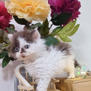 chaton Selkirk Rex Longhair chocolate & blanc arlequin Ariane du Duc de Lorraine Chatterie du Duc de Lorraine chaton Selkirk Rex Longhair chocolate & blanc arlequin Ariane du Duc de Lorraine Chatterie du Duc de Lorraine