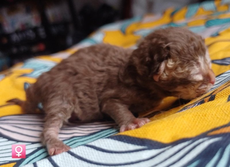 Arlette du Duc de Lorraine Femelle Selkirk Rex Longhair