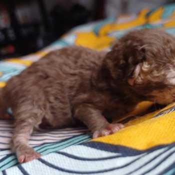 chaton Selkirk Rex Longhair chocolate mackerel tabby Arlette du Duc de Lorraine Chatterie du Duc de Lorraine chaton Selkirk Rex Longhair chocolate mackerel tabby Arlette du Duc de Lorraine Chatterie du Duc de Lorraine