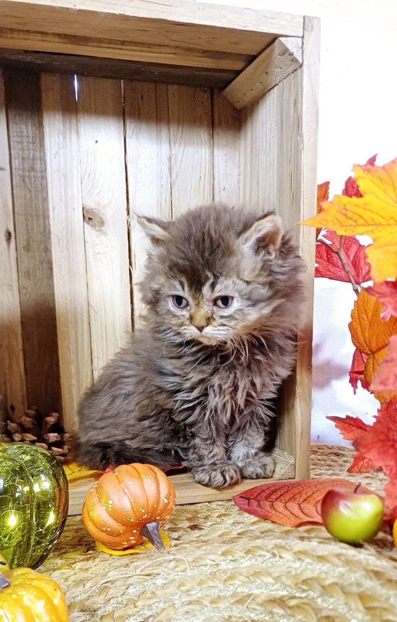 Arlette du Duc de Lorraine Femelle Selkirk Rex Longhair