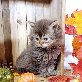 chaton Selkirk Rex Longhair chocolate mackerel tabby Arlette du Duc de Lorraine Chatterie du Duc de Lorraine