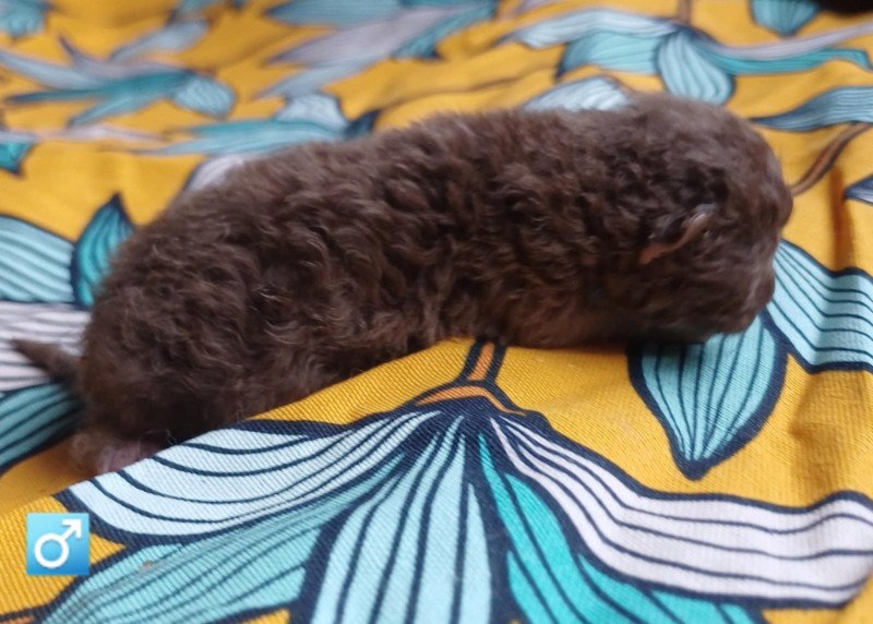 Armand Du Duc de Lorraine Mâle Selkirk Rex Longhair