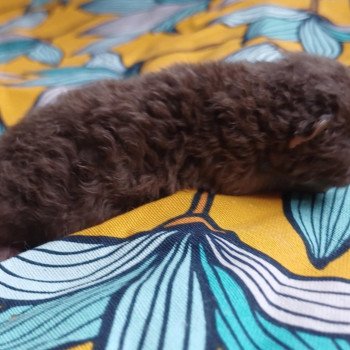 chaton Selkirk Rex Longhair chocolate Armand Du Duc de Lorraine Chatterie du Duc de Lorraine chaton Selkirk Rex Longhair chocolate Armand Du Duc de Lorraine Chatterie du Duc de Lorraine