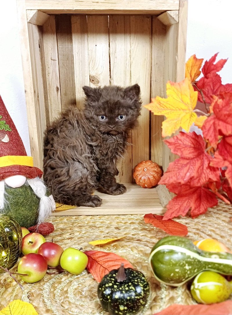 Armand Du Duc de Lorraine Mâle Selkirk Rex Longhair