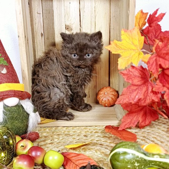 Armand Du Duc de Lorraine Mâle Selkirk Rex Longhair