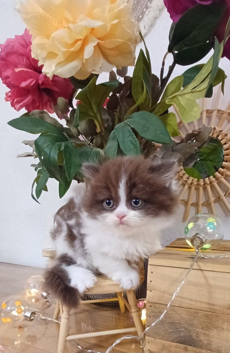 Armande Du Duc de Lorraine (straight) Femelle Selkirk Rex Longhair