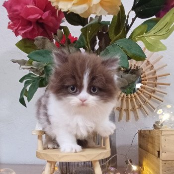 chaton Selkirk Rex Longhair chocolate bicolor Armande Du Duc de Lorraine (straight) Chatterie du Duc de Lorraine chaton Selkirk Rex Longhair chocolate bicolor Armande Du Duc de Lorraine (straight) Chatterie du Duc de Lorraine