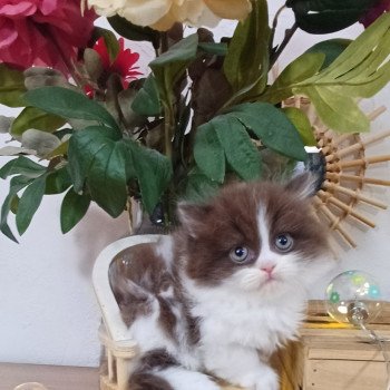 chaton Selkirk Rex Longhair chocolate bicolor Armande Du Duc de Lorraine (straight) Chatterie du Duc de Lorraine chaton Selkirk Rex Longhair chocolate bicolor Armande Du Duc de Lorraine (straight) Chatterie du Duc de Lorraine