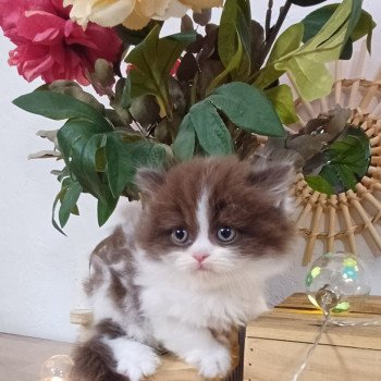chaton Selkirk Rex Longhair chocolate bicolor Armande Du Duc de Lorraine (straight) Chatterie du Duc de Lorraine chaton Selkirk Rex Longhair chocolate bicolor Armande Du Duc de Lorraine (straight) Chatterie du Duc de Lorraine