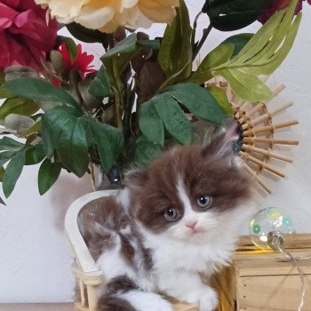 chaton Selkirk Rex Longhair chocolate bicolor Armande Du Duc de Lorraine (straight) Chatterie du Duc de Lorraine chaton Selkirk Rex Longhair chocolate bicolor Armande Du Duc de Lorraine (straight) Chatterie du Duc de Lorraine