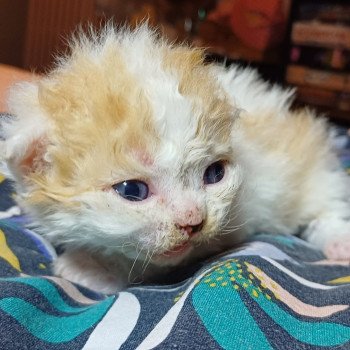 chaton Selkirk Rex Longhair red & blanc arlequin Arsène Chatterie du Duc de Lorraine