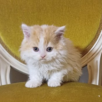 chaton Selkirk Rex Longhair red & blanc arlequin Arsène Chatterie du Duc de Lorraine