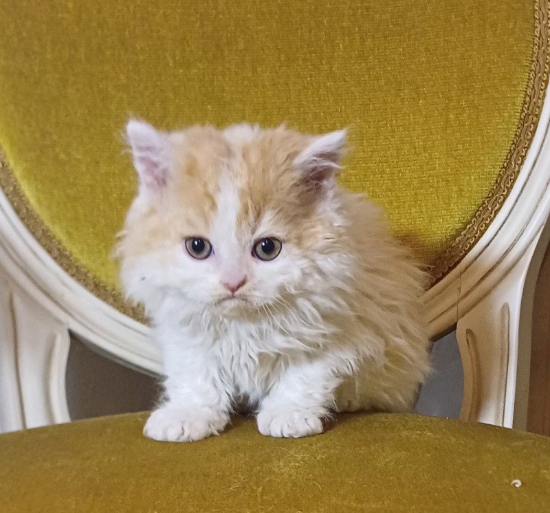 Arsène Mâle Selkirk Rex Longhair