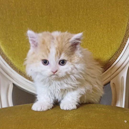 chaton Selkirk Rex Longhair red & blanc arlequin Arsène Chatterie du Duc de Lorraine