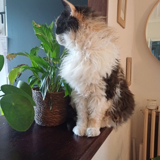 chat Selkirk Rex Longhair black tortie bicolor Songerie Chatterie du Duc de Lorraine