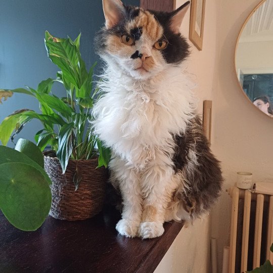 chat Selkirk Rex Longhair black tortie bicolor Songerie Chatterie du Duc de Lorraine