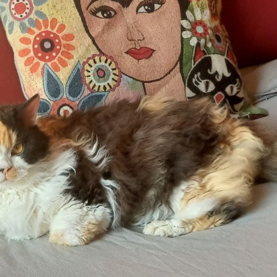 chat Selkirk Rex Longhair black tortie bicolor Songerie Chatterie du Duc de Lorraine