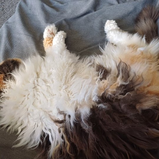 chat Selkirk Rex Longhair black tortie bicolor Songerie Chatterie du Duc de Lorraine